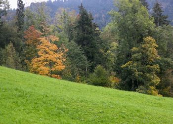 Scenic view of pine trees in forest