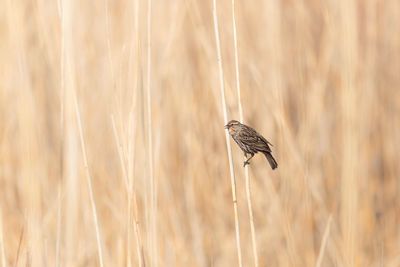 Solitary bird grasping on stalk