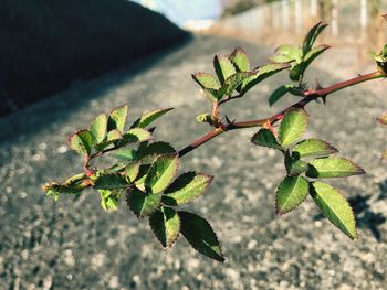 Close-up of leaves on plant