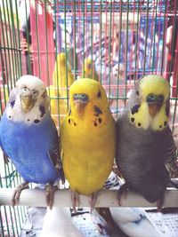 Close-up of parrot in cage