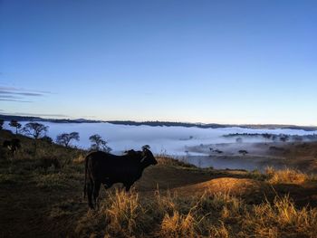 View of a horse on field against sky