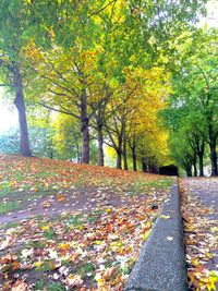 Autumn trees in park