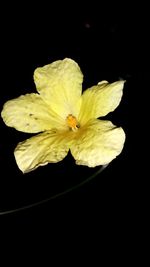 Close-up of flower over black background