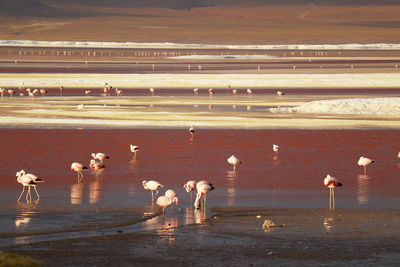 Flock of birds on beach