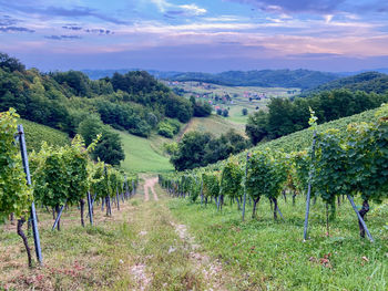 Scenic view of vineyard against sky
