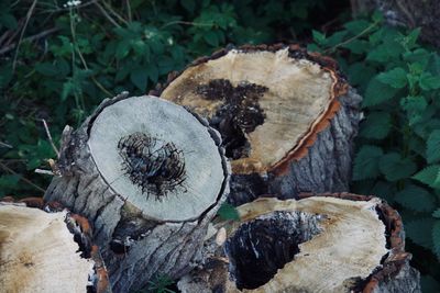 Close-up of tree logs in a  field