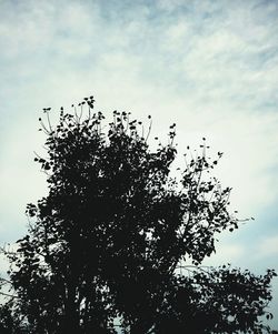 Low angle view of bare tree against sky