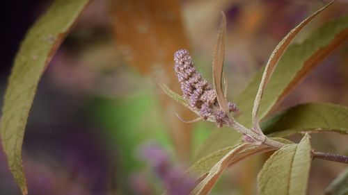 Close-up of insect on plant