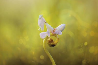 Close-up of white flowering plant