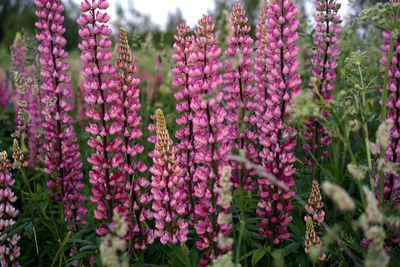 Close-up of pink flowering plant in field