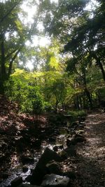 Trees in forest