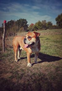 Dog standing on field