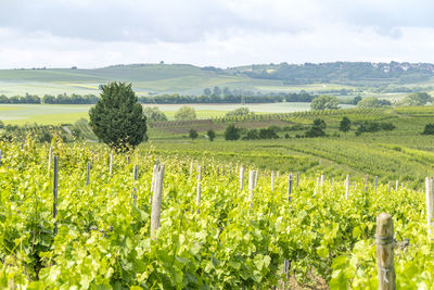 Scenic view of vineyard against sky