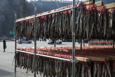 Panoramic shot of drying fishes hanging in winter