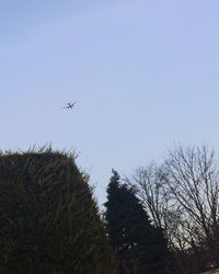 Low angle view of trees against clear sky