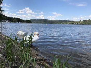 View of swan in lake against sky