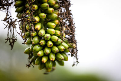 Close-up of fruits growing on tree