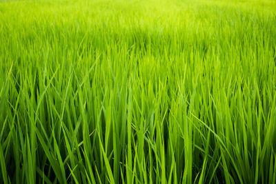 Full frame shot of crop in field