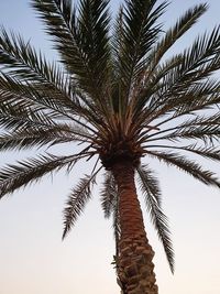 Low angle view of palm tree against sky