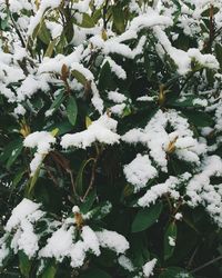 Close-up of tree branch