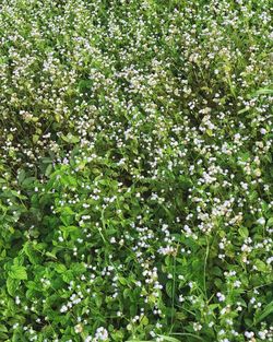 Full frame shot of flowering plants