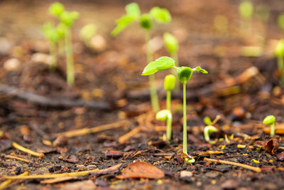 Close-up of small plant growing on field