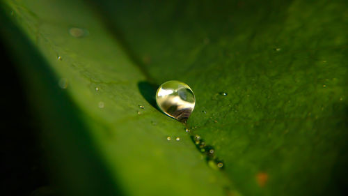 Close-up of water drops on leaf