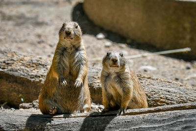 Squirrel sitting on rock