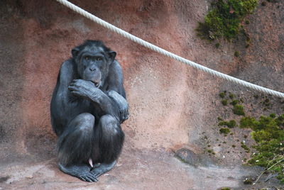 Monkey sitting outdoors