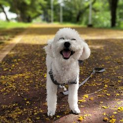 Portrait of dog sitting on tree