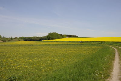 Scenic view of field against sky