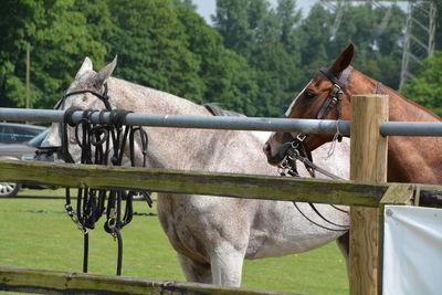 Side view of horses at ranch