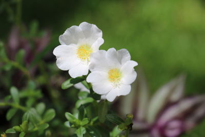 Close-up of flowers blooming outdoors