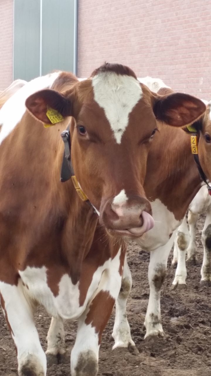 domestic animals, mammal, livestock, herbivorous, young animal, portrait, zoology, day, no people, outdoors, nature, close-up, brown, animal, animal head, focus on foreground