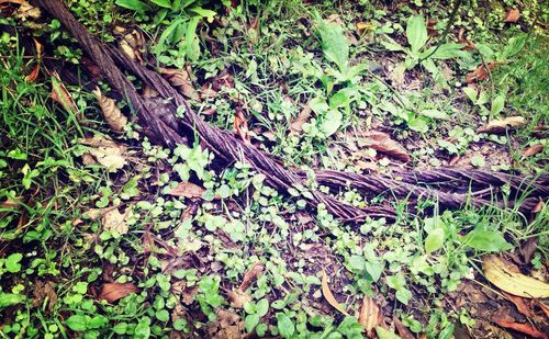 Plants growing on a tree