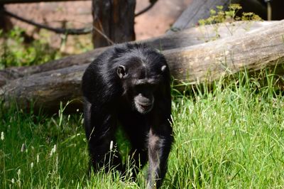 Portrait of a monkey on a field