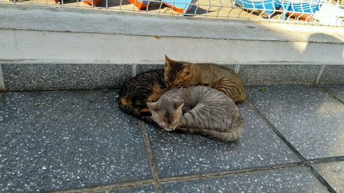 High angle view of cat sleeping