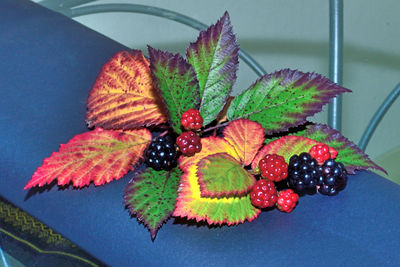 Close-up of berries growing on plant