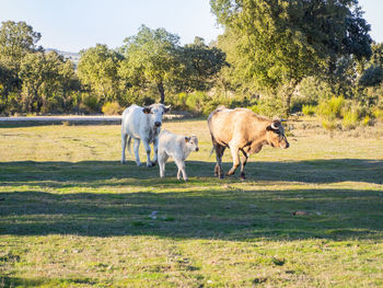 Horses in a field