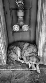 High angle view of dog resting by door