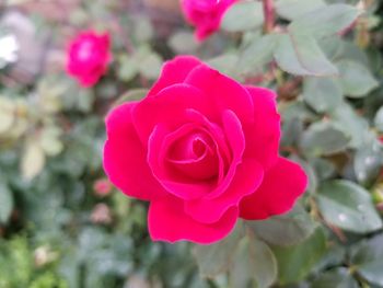 Close-up of pink rose blooming outdoors