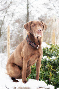 Portrait of dog sitting on snow