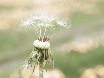 Close-up of dandelion on plant