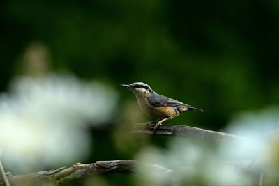 Close-up of bird perching on plant