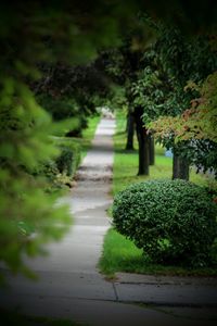 Footpath amidst trees