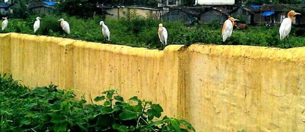 Birds on grass