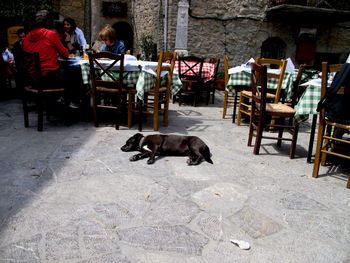 Dog sitting on table