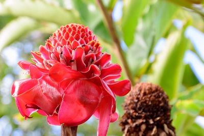 Close-up of red flowering plant