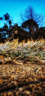Surface level of dry leaf on field against sky
