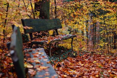 Close-up of fallen maple leaf in forest during autumn